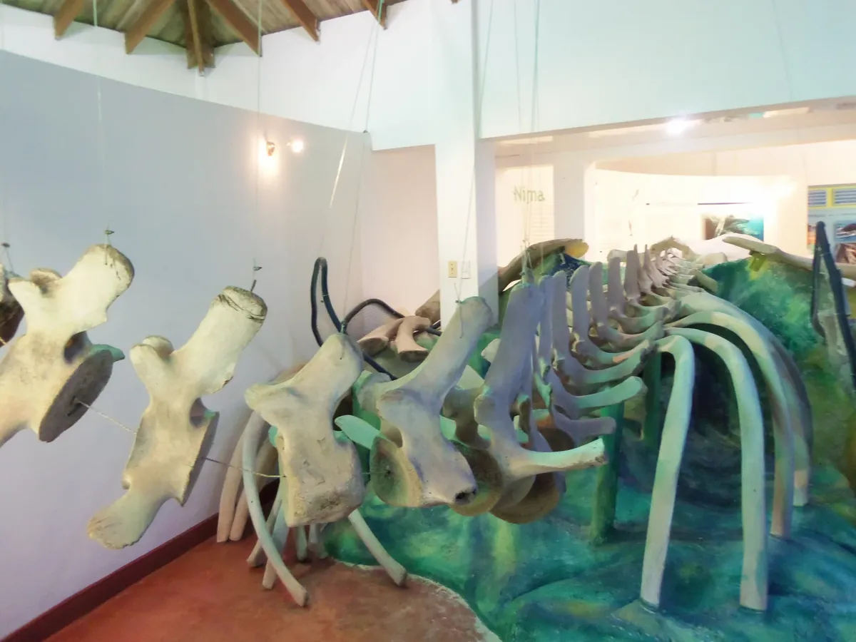 Museo de las Ballenas
